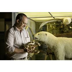 Man holding bear skull beside polar bear specimen.
