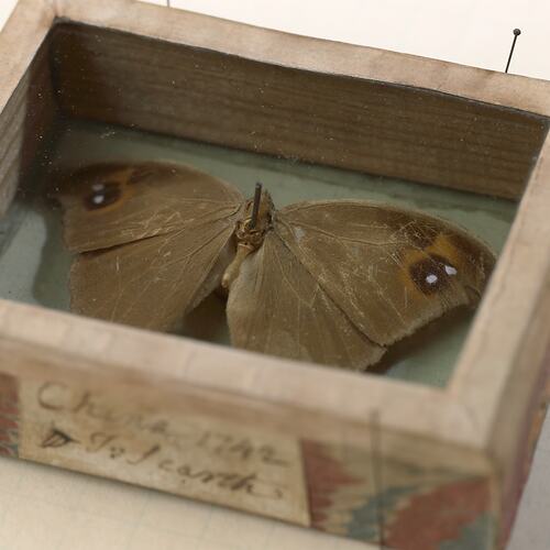 Pinned butterfly in box with paper label.