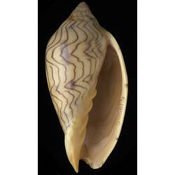 <em>Amoria undulata</em>, Wavy Volute shell. [F 19505]