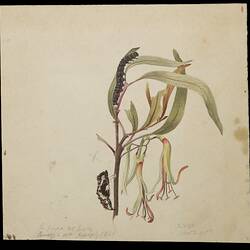 Wood White Butterfly, Delias aganippe. Drawing.