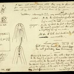 Carpet Snake, Morelia spilota variegata Gray. Drawing and notes.