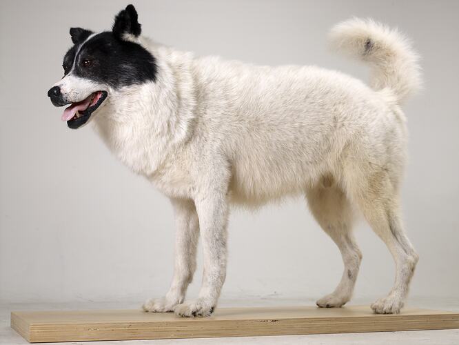White mounted husky specimen viewed from side.
