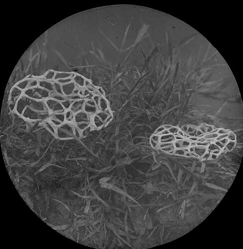 Lantern Slide - Basket Fungi, Australia, Date Unknown. [BA 1154]