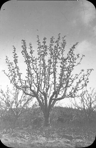 Lantern Slide - Fruit Tree, Pomonal, Victoria, 1908-1912. [BA 1460]