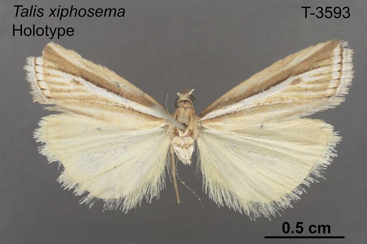 Moth specimen, dorsal view.