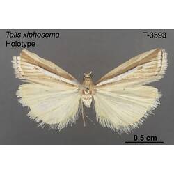 Moth specimen, dorsal view.