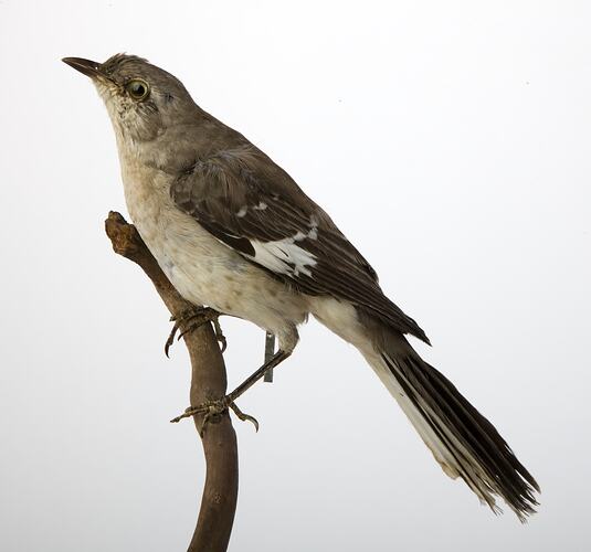 <em>Mimus polyglottos polyglottos</em>, Northern Mockingbird, mount.  Registration no. 34113.