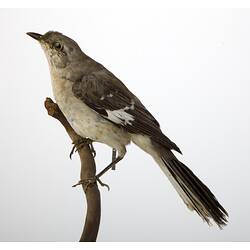 <em>Mimus polyglottos polyglottos</em>, Northern Mockingbird, mount.  Registration no. 34113.