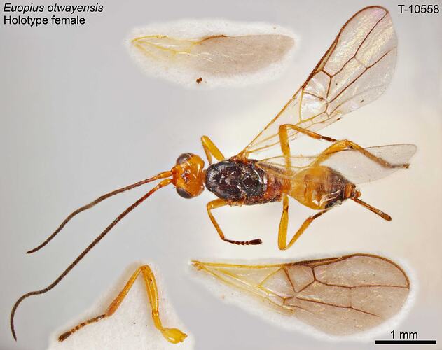 Wasp specimen, dorsal view.