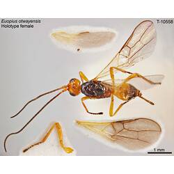 Wasp specimen, dorsal view.
