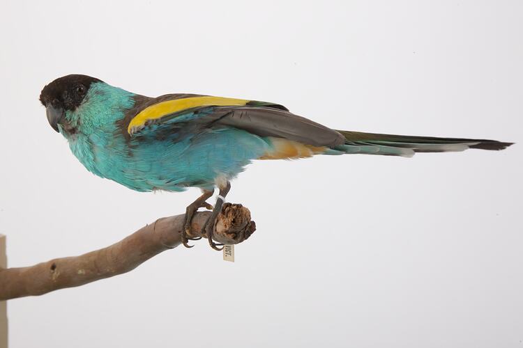 Taxidermied turquoise parrot on branch.