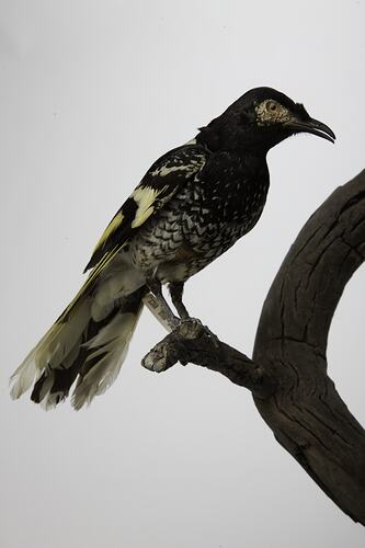 Black and white bird specimen mounted on branch.