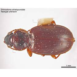 Beetle specimen, dorsal view.