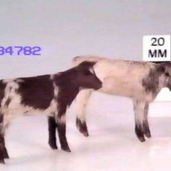 Calves Model