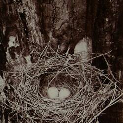 Nest of the Dusky Robin