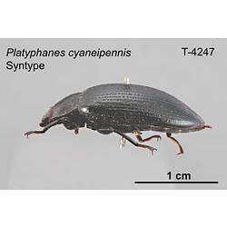 Beetle specimen, lateral view.