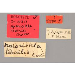 Entomology type specimen labels.