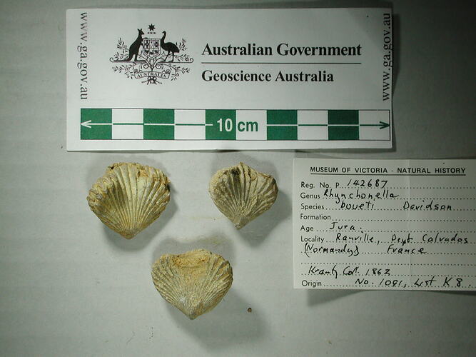 Three brachiopod fossils beside scale bar, ventral view.