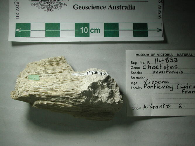 White striated fossil sponge specimen beside label and scalebar.