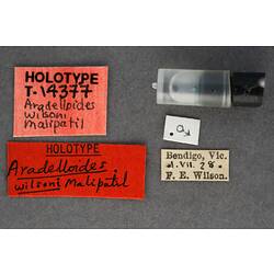 Partial insect preparation in vial with specimen labels.