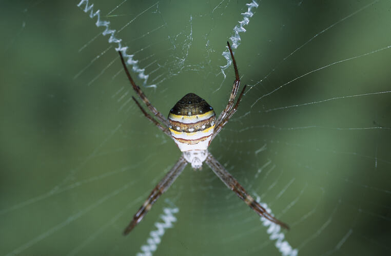 A St. Andrew's Cross Spider resting in the centre of its web.
