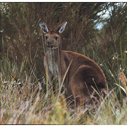 A Western Grey Kangaroo standing in long grass.
