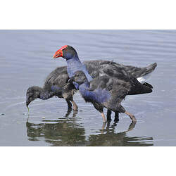 A Purple Swamphen walking in shallow water with two young.