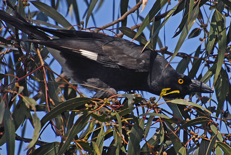 A Pied Currawong perched in a tree hiding behind eucalypt leaves.