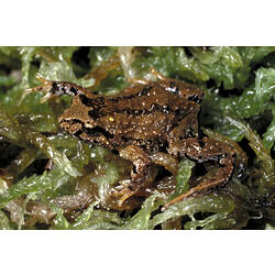 An Eastern Smooth Frog on wet moss.