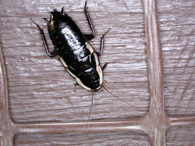 A Native Cockroach on a wall.