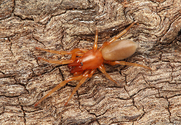 A Slater-eating Spider walking on bark.