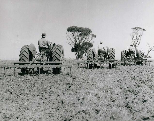 Rear view of 3 tractors with spring tine scarifiers in a field.