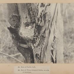 Photograph - Nest of Flame-Breasted Robin on Side of Eucalypt, Kent Group of Islands, 1890