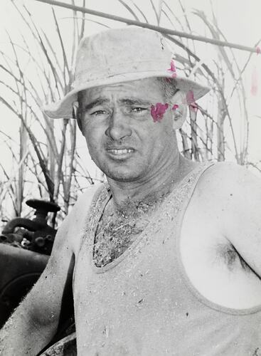 Photograph - Massey Ferguson, Cane Farmer, Queensland, 1960s