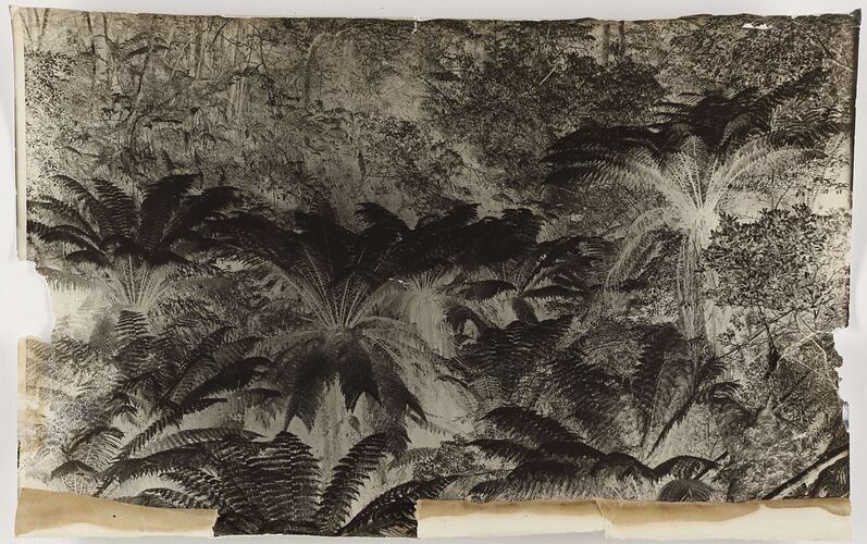 Photograph - Tree Ferns and Bushland, Stoney Creek, Lorne, Victoria, circa 1920s