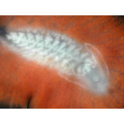 Family Stylochidae, flatworm. Portsea Pier, Victoria. [F 172798]