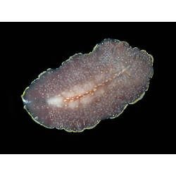 Dorsal view of flatworm.