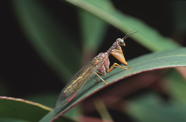 A Mantis Fly on a blade of grass.