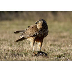 A Swamp Harrier standing in a grassy field, with prey trapped between its claws.