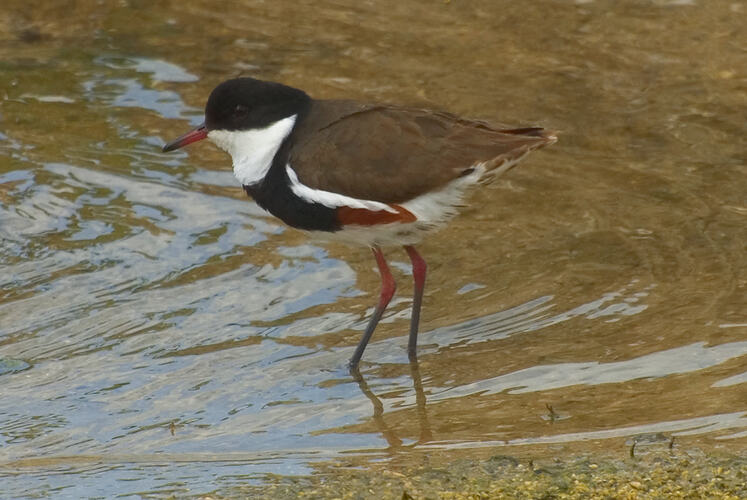 A Red-kneed Dotterel standing in shallow water.