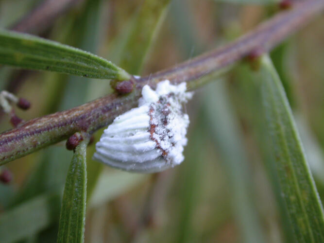 A Cottony Cushion Scale attached to the underside of a plant stem.