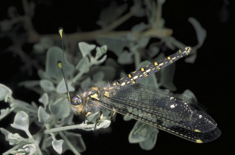 An Owlfly on a plant.