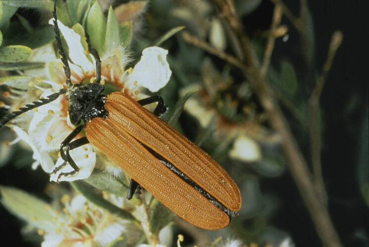 A Lycid Beetle feeding from a white flower.