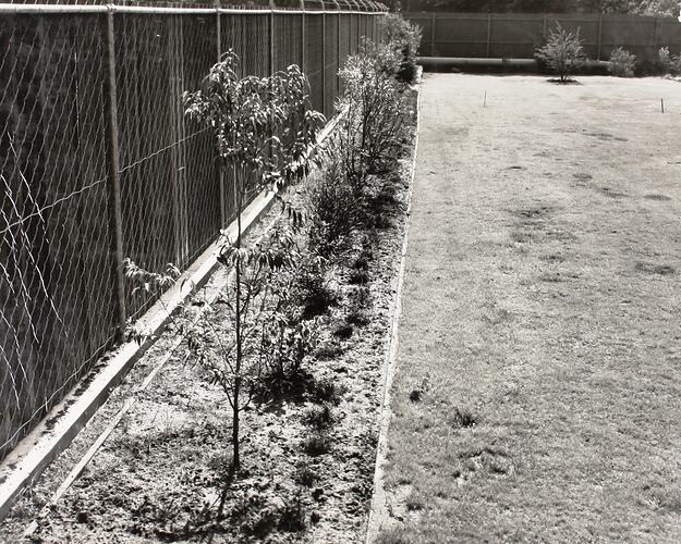 Photograph - Rail Track Garden Edging, Exhibition Building, Melbourne, 1972