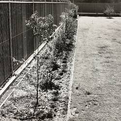Photograph - Rail Track Garden Edging, Exhibition Building, Melbourne, 1972