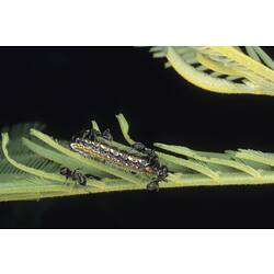 <em>Pseudalmenus chlorinda zephyrus</em>, Silky Hairstreak, larva with attended by ants.