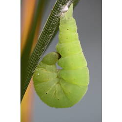 <em>Tisiphone abeona</em>, Varied Sword-grass Brown, larva.