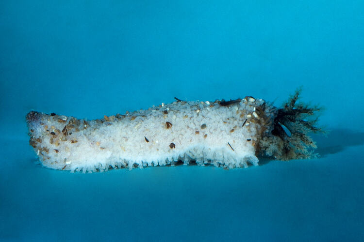 White sea cucumber with dark tentacles.