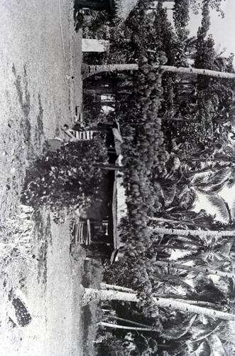 Negative - Building Exterior, Fiji, circa 1920s