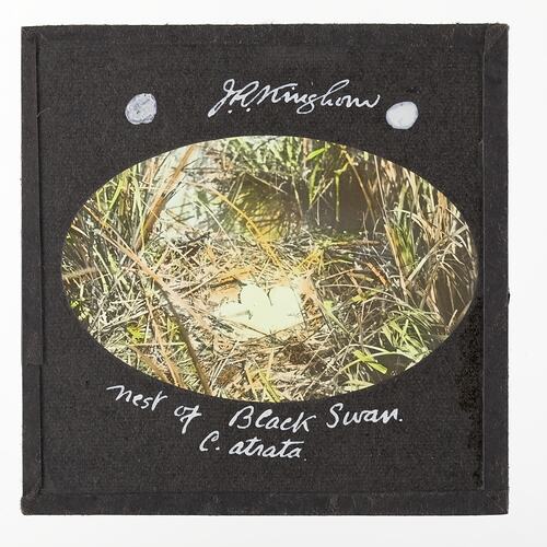 Lantern Slide - Nest of Black Swan, 1920-1940